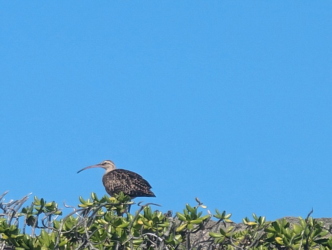 Kioea, bristle thighed curlew